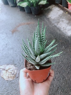 Móng Rồng Mang Lại May Mắn
