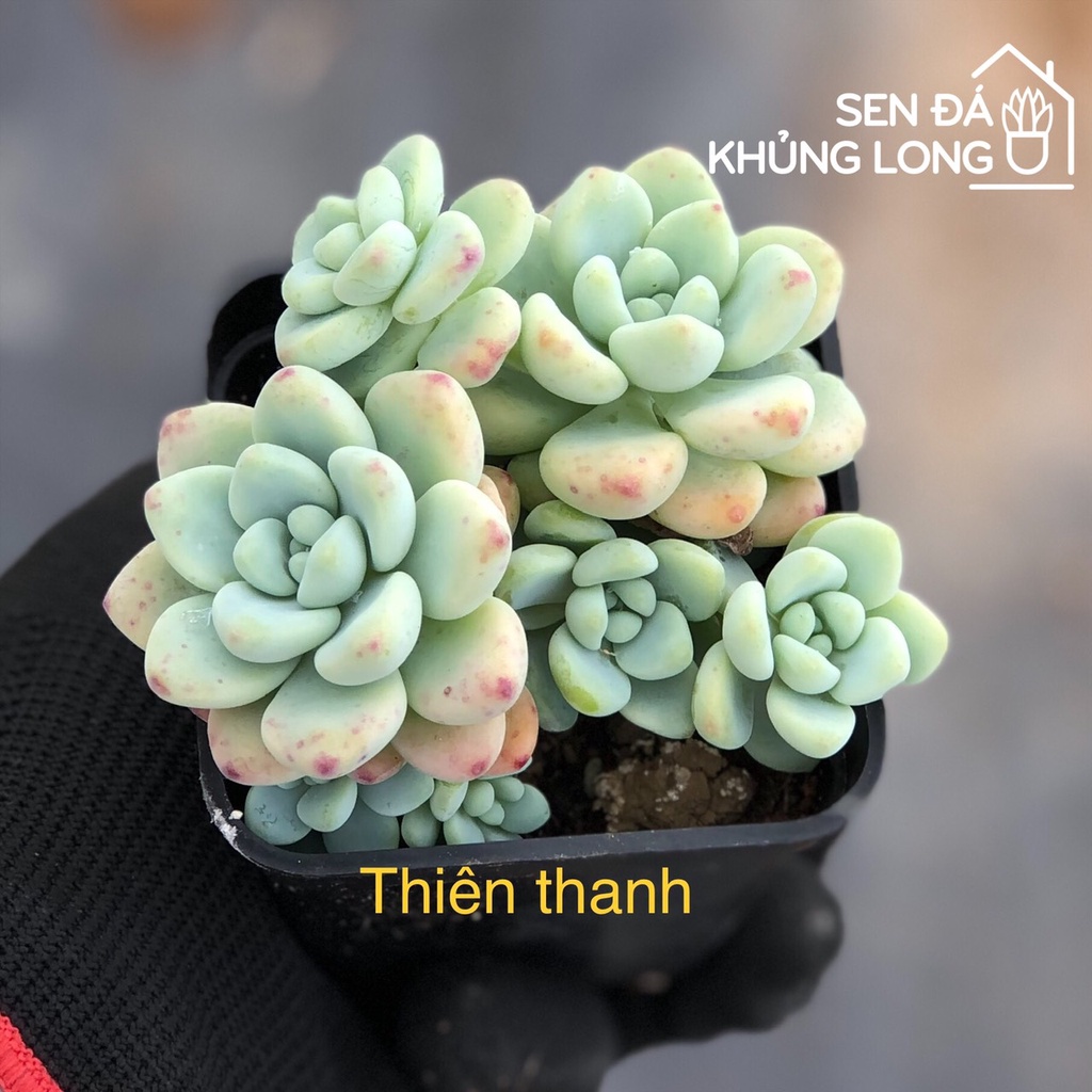 Sen đá Thiên Thanh - sedum clavatum