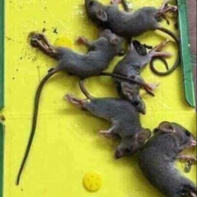 Bẫy Keo dính chuột Siêu Dính | Miếng keo dán chuột | Miếng bẫy chuột