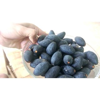 Cây giống trám đen - trám trắng mầm khoẻ như hình cao1m