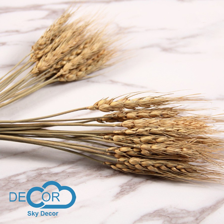 BÓ LÚA MẠCH TRANG TRÍ NHÀ CỬA, ĐẠO CỤ CHỤP ẢNH SẢN PHẨM - Sky Decor