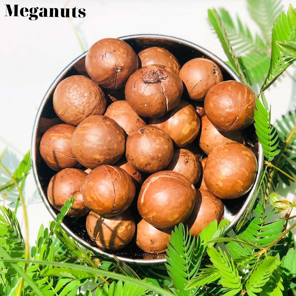 Hạt macca nứt vỏ sấy lạnh size đại 26-29 loại 1 hũ 500g thơm ngon có đồ tách vỏ kèm