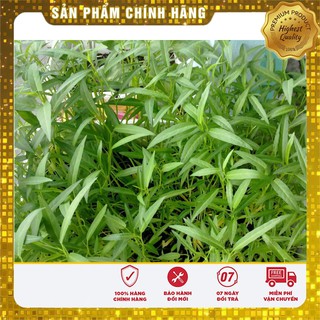 Hạt Giống Rau Muống Lá Tre(50gr)