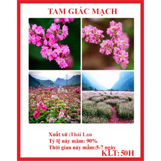 Hạt giống tam giác mạch 50 hạt