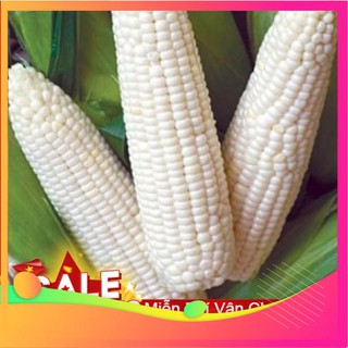 Hạt Giống Ngô Nếp - 20 Hạt VIETGAR
