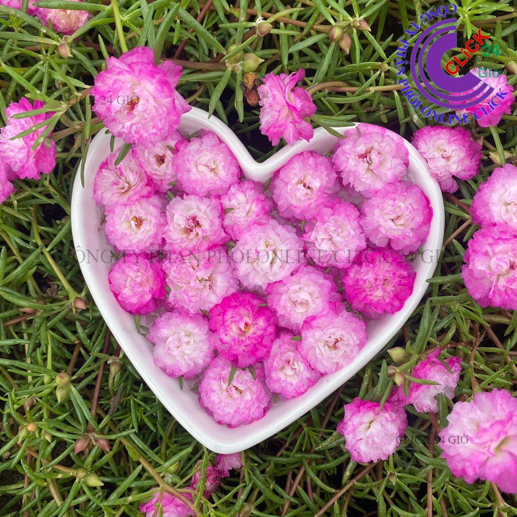 Cành Giống Hoa Mười Giờ Thái Kép MÀU TRẮNG VIỀN TÍM MỚI Cành Tơ Siêu Khỏe Ra Rễ Sau 3 Ngày  0817774747