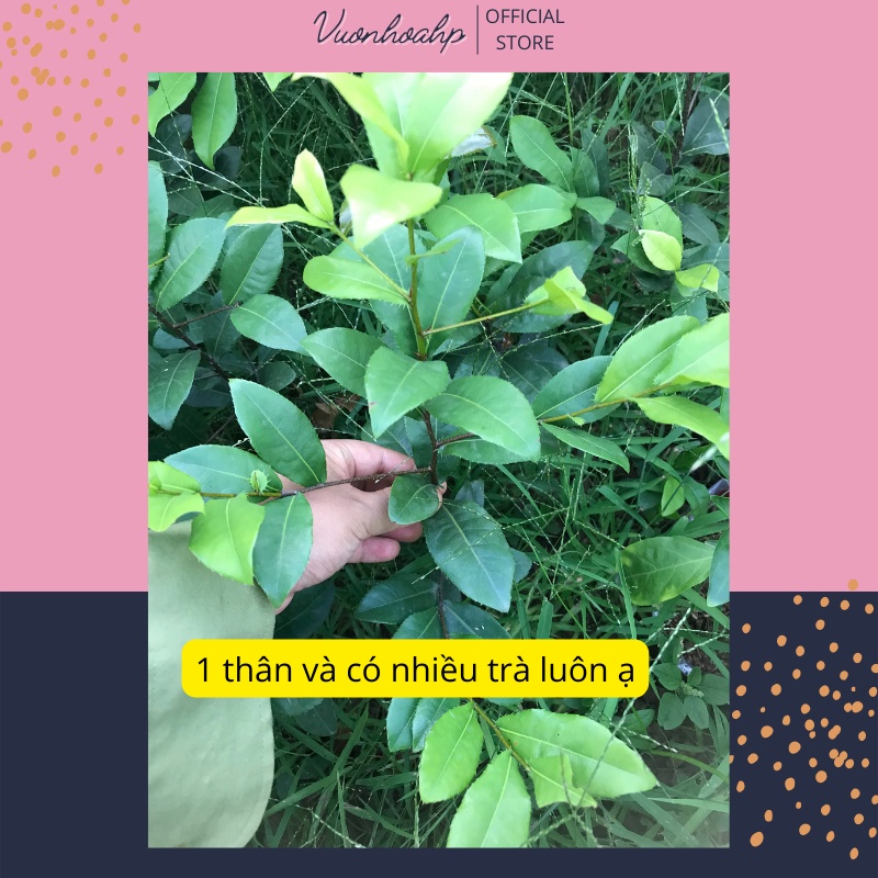 Cây mai tứ quý giống cao trên 40cm, hoa vàng 5 cánh.