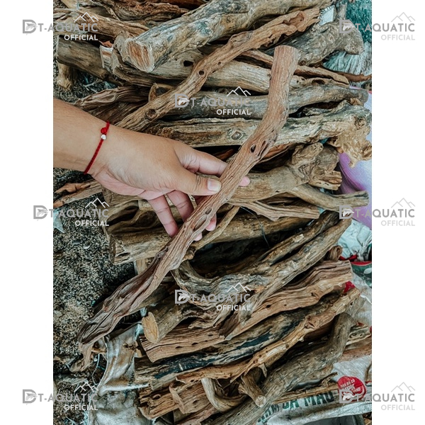 Lũa Linh Sam Thẳng - (1kg) Dùng Để Setup Bể Thủy Sinh, Layout Phong Cách Rừng Cực Đẹp và Tự Nhiên
