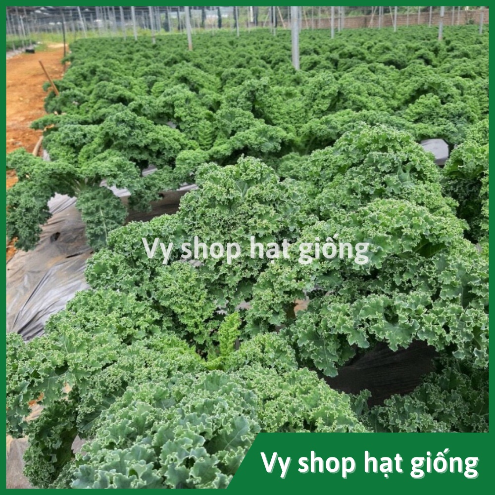 Hạt giống cải xoăn xanh Kale Queen Thái Lan gói 1900 hạt