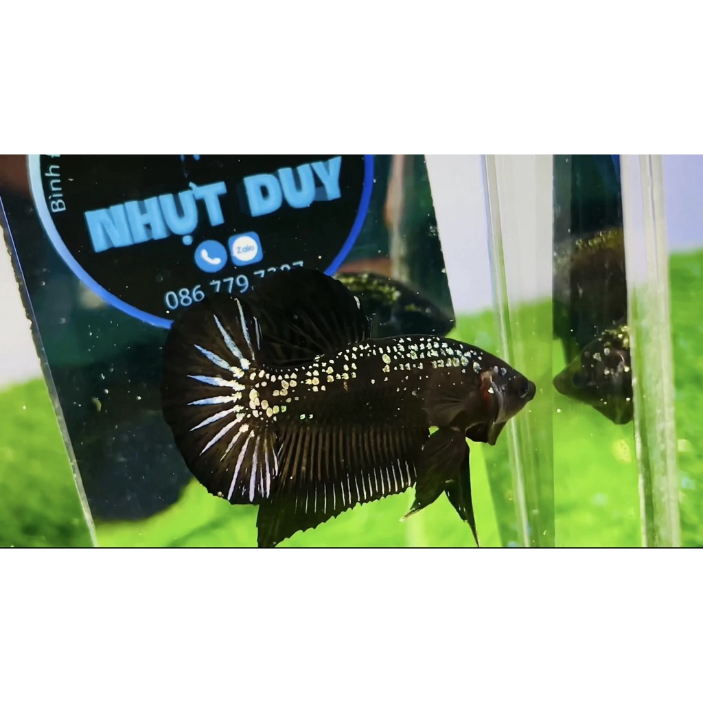 Cây kè cá Betta, Kính kè, Gương dẻo loại tốt