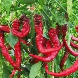 Hạt giống ớt siêu cay (gói 60 hạt, tặng kèm phân) b52
