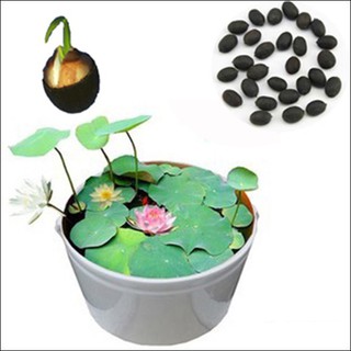 Hạt Sen Mini Nhật - 5 hạt