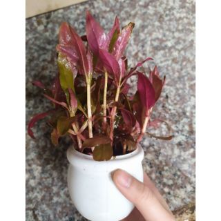 Cây thủy sinh Huyết Tâm Lan 15-20 ngọn (Ảnh thật của sản phẩm)