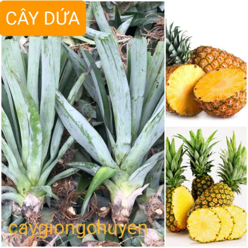 CÂY GIỐNG DỨA TRÁI LỚN