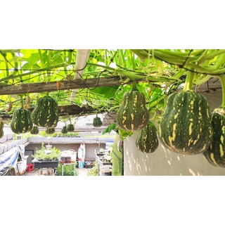 Hạt giống bí leo giàn (bí đỏ hạt đậu) 0.5gr