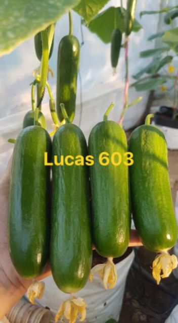 Gói 10 hạt giống dưa leo baby dưa leo chùm tự thụ phấn Lucas 603 chịu nhiệt tốt