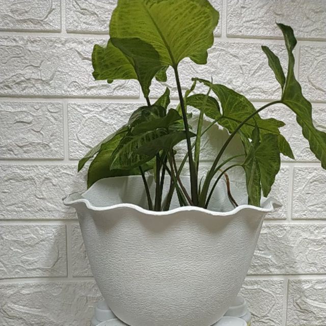 Chậu Ốp Tường- Chậu Nhựa Bán Nguyệt Viền Tim ⚡ XẢ KHO ⚡Siêu Bền, Siêu Đẹp Kèm Tấm Lót Đáy Tránh Ngập Úng Cây