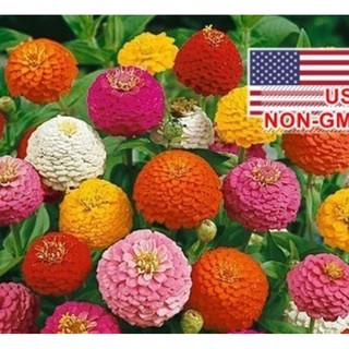 Hạt giống hoa cúc lá nhám kép
