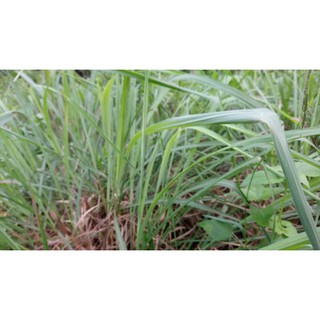 1kg tép giống sả Java thơm giúp đuổi muỗi, nấu nước tắm, tinh dầu