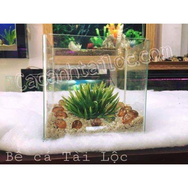 Bể cá mini 18cm