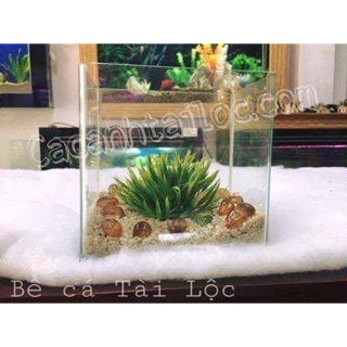 Bể cá mini 18cm