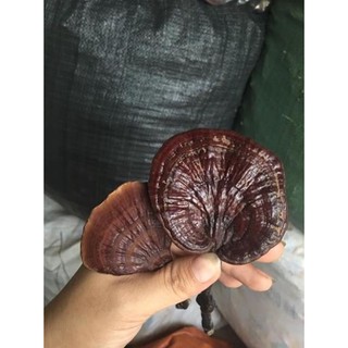 Nấm lim xanh rừng bảo đảm
