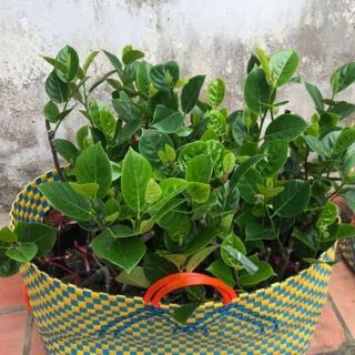 10 câ.y giống Mít không hạt