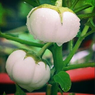 Cà bát trắng f1 cao sản