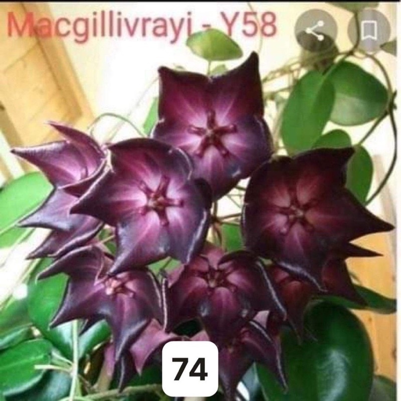 cẩm cù hoa màu đen