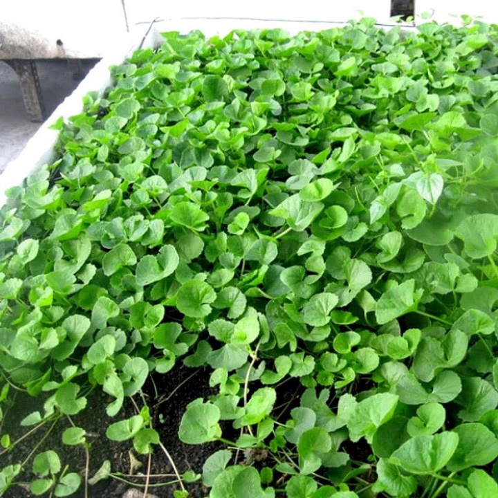 Giống rau má lá nhỏ
