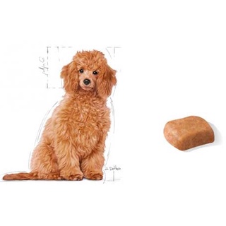 Hạt thức ăn Royal Canin Poodle Junior 500g