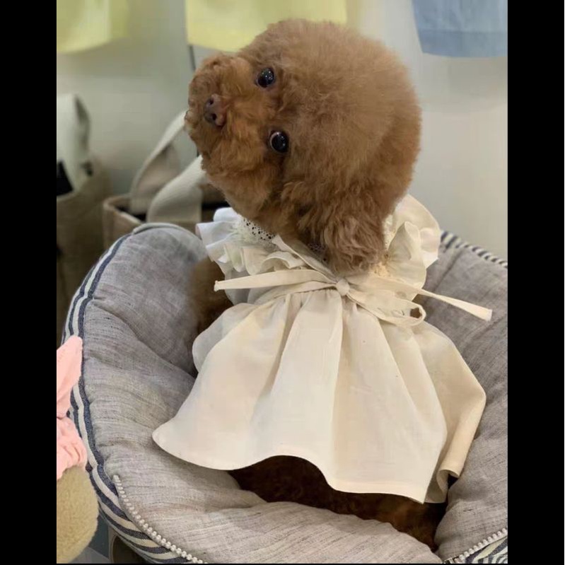 Váy đũi mùa hè CAMQUYTSTORE thiết kế phối ren thắt nơ cho thú cưng