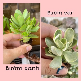 Sen Đá Bướm Var - Bứớm Xanh Mini ( 3cm ) - Đơn 80k : 14h->21h có quà tặng ạ