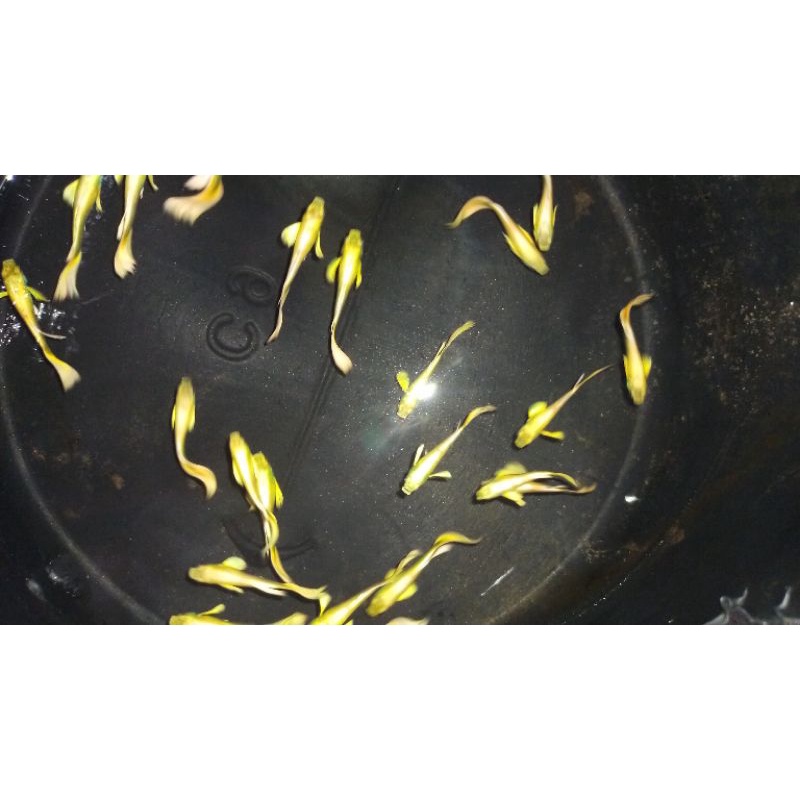 4 Con cá bảy màu, cá cành thủy sinh, cá guppy, cá 7 màu