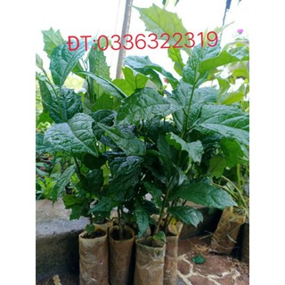 Cây Xạ Đen Chính Hiệu