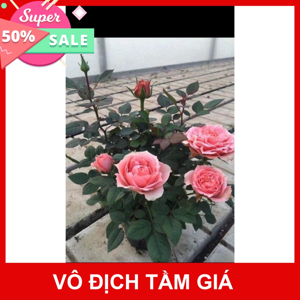 Giống Chuẩn Cây Hoa hồng ngoại