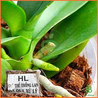 Xơ Dừa Miếng Trồng Lan