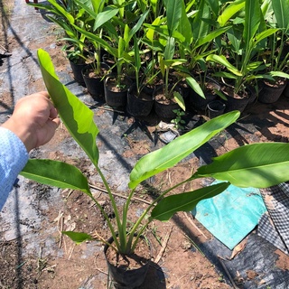Cây chuối rẻ quạt cao 1m (Ảnh thật số 2).