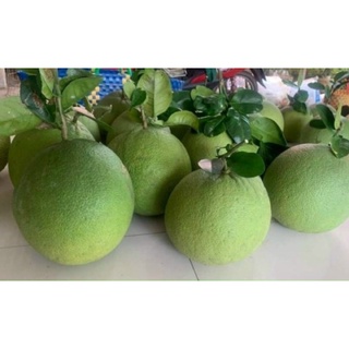 Bưởi Da Xanh 60k/kg