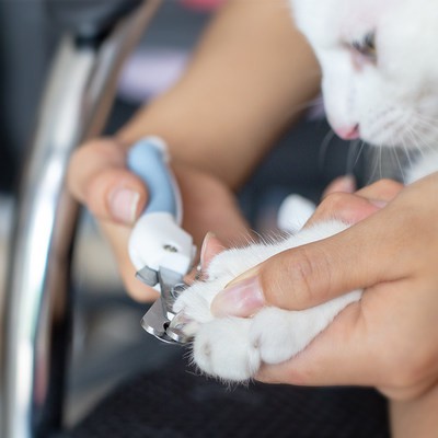 Mèo Đại Thánh mèo cắt móng tay chuyên dụng mèo con mèo con mèo nhỏ thành mèo Thiết bị cắt móng tay lớn tạo tác miễn phí 
