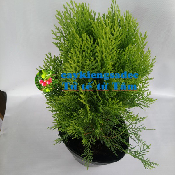 Caykiengsadec - Cây Trắc bách diệp  + tặng phân bón-trang trí nội thất cảnh quan sân vườn ngoài trời