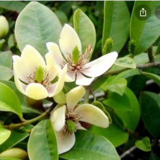 Cây 🌲 Hoa Hàm Tiếu hoa thơm cây đang hoa