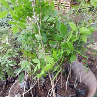 cây Hoa tử đằng giống