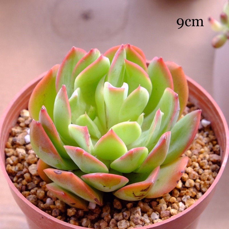 SEN ĐÁ XOÁY VIỀN LỬA