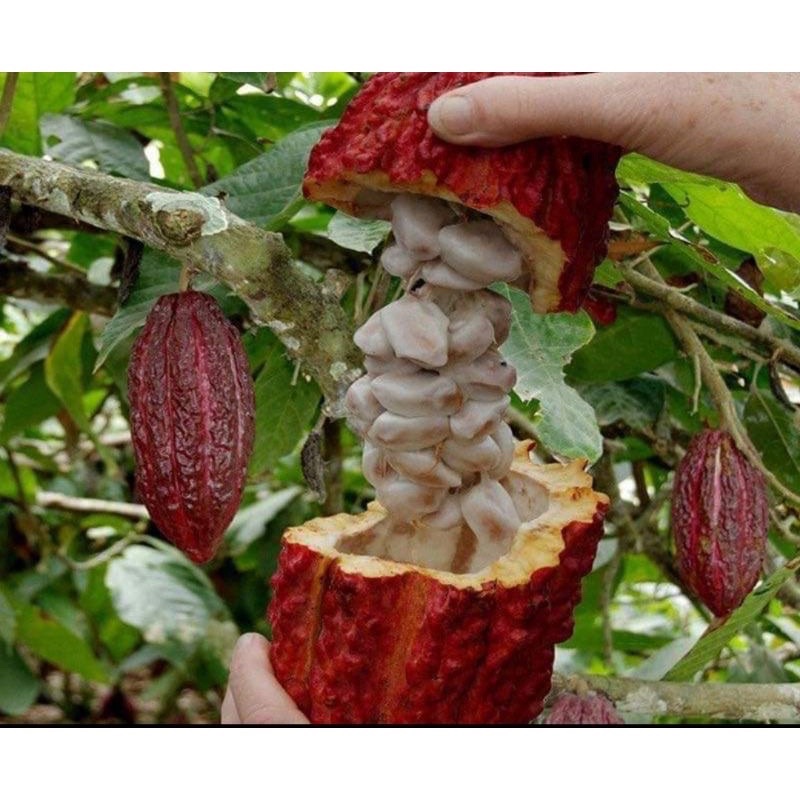 Bột cacao nguyên chất Daklak nguyên chất 100% -  Hủ 500gram