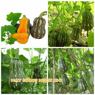Hạt Giống Bí Hạt Đậu (Hạt Giống Ngọc Chi) - 10 Hạt