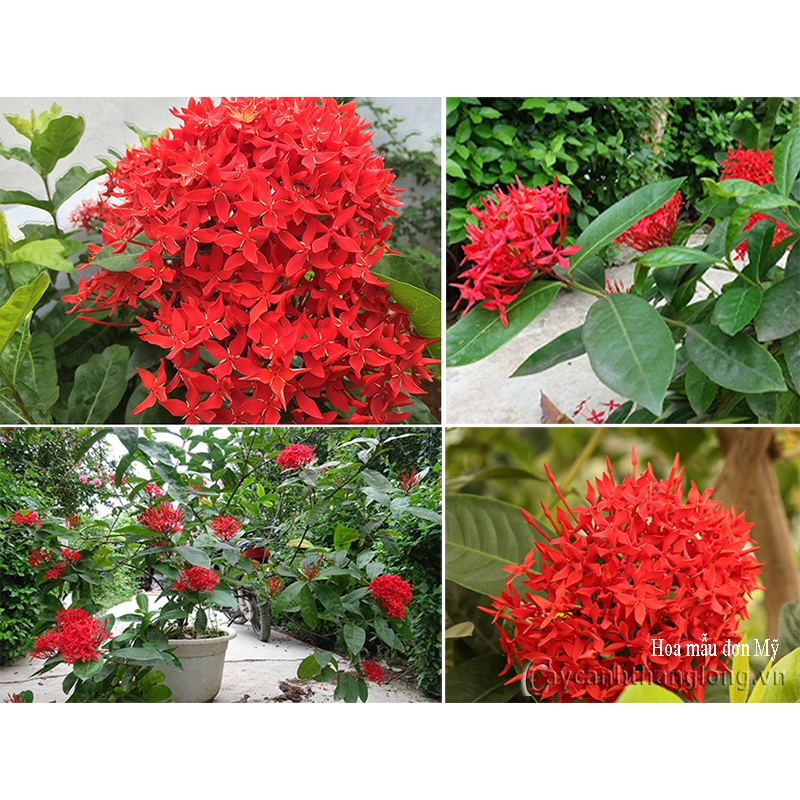 CÂY HOA MẪU ĐƠN(CÂY TRANG) - CÂY GIÓNG CÓ ĐỦ MÀU