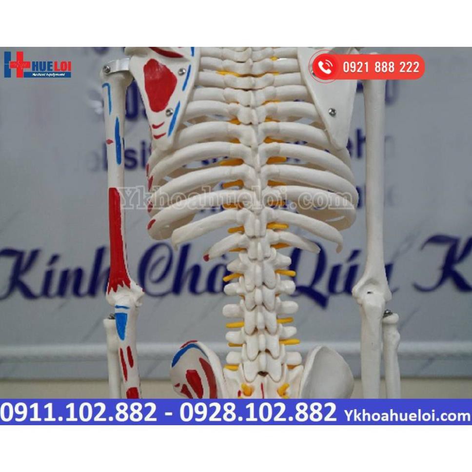 MÔ HÌNH GIẢI PHẪU TOÀN BỘ HỆ XƯƠNG NGƯỜI 85CM