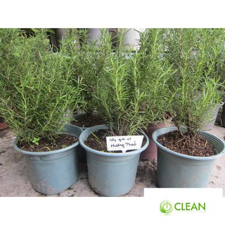 Hạt giống Hương thảo (50 hạt)