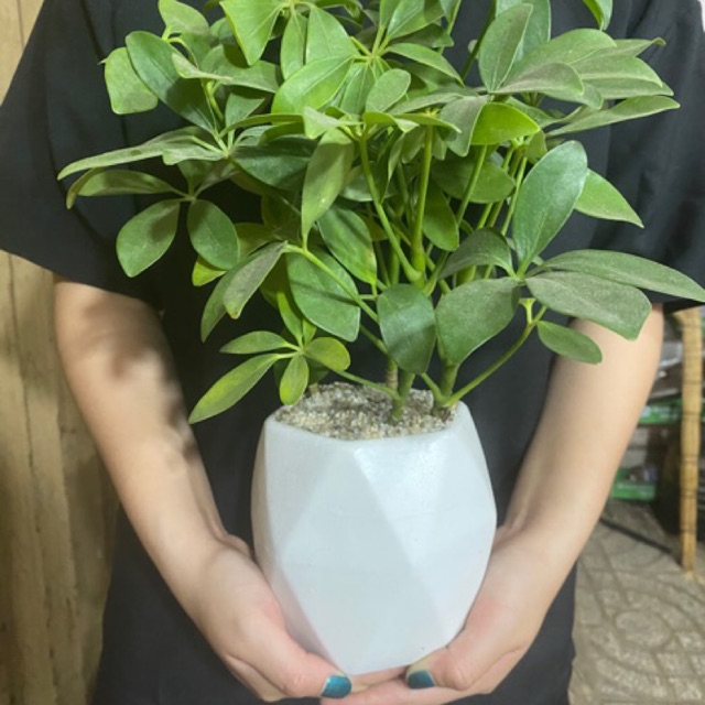 CÂY PHONG THỦY NGŨ GIA BÌ - TẶNG CHẬU SỨ